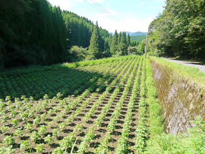 平成30年産『白エゴマ』の収穫の様子(後編:今年も無農薬、無化学肥料栽培&収穫前の台風の被害)_a0254656_17212702.jpg