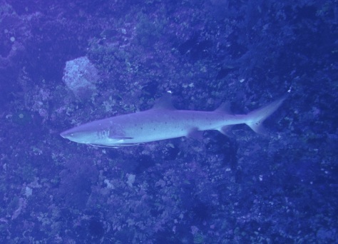 10月13日 海況回復_d0113459_18100542.jpg