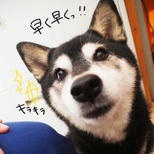 いざお散歩へ♪♪_f0357682_13063068.jpg