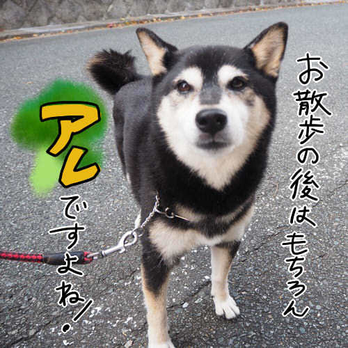 いざお散歩へ♪♪_f0357682_13063829.jpg