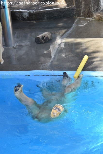 ２０１８年９月　浜松市動物園　その３_a0052986_9135828.jpg