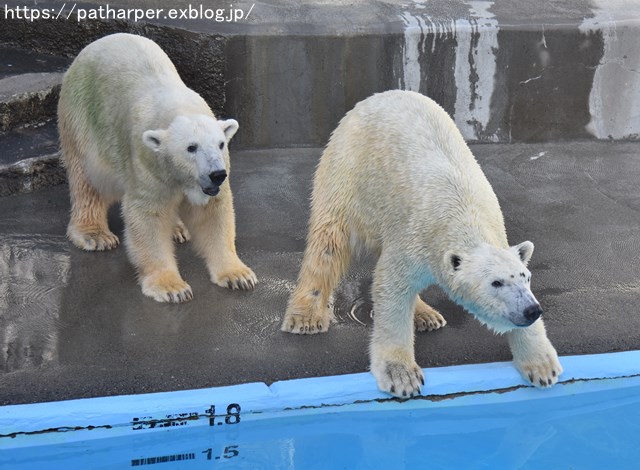 ２０１８年９月　浜松市動物園　その３_a0052986_926666.jpg