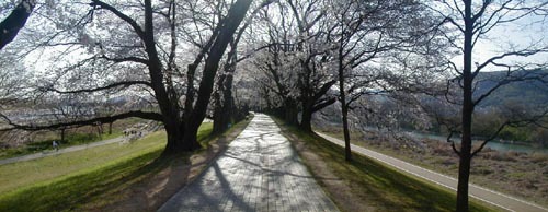 ●今年の桜、その6-背割り桜_d0053294_15414763.jpg