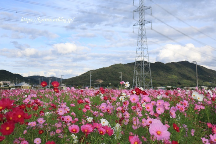 a0123003_11363429.jpg