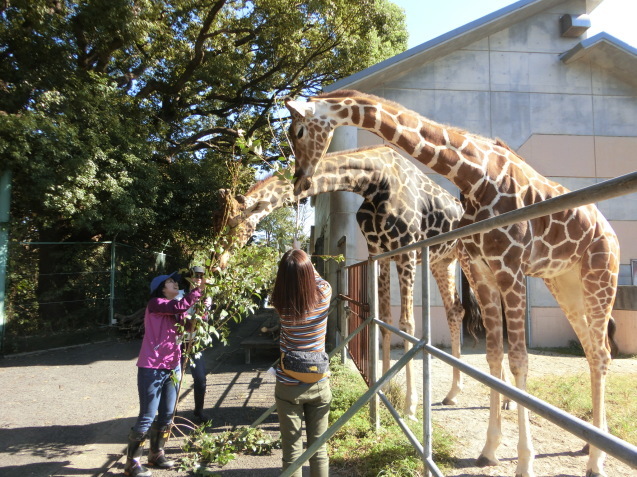 女性限定一日飼育員体験を実施しました。_c0290504_11372865.jpg