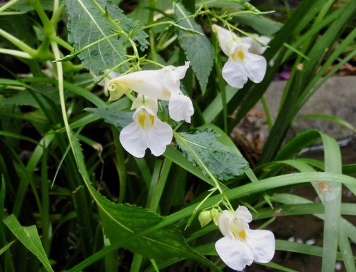 植物園で・・・山野草_a0164011_23172836.jpg