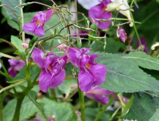 植物園で・・・山野草_a0164011_23174228.jpg