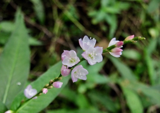 植物園で・・・山野草_a0164011_23190584.jpg