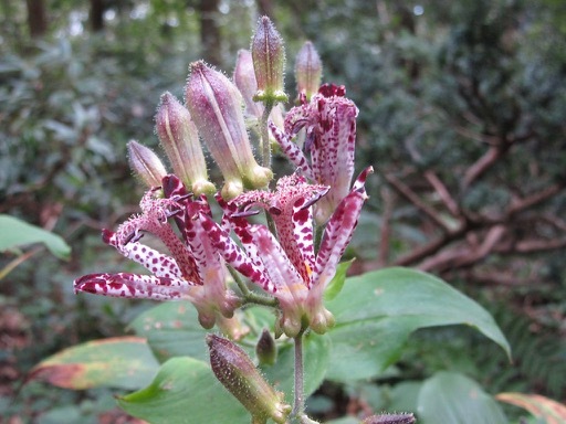 植物園で・・・山野草_a0164011_23195141.jpg