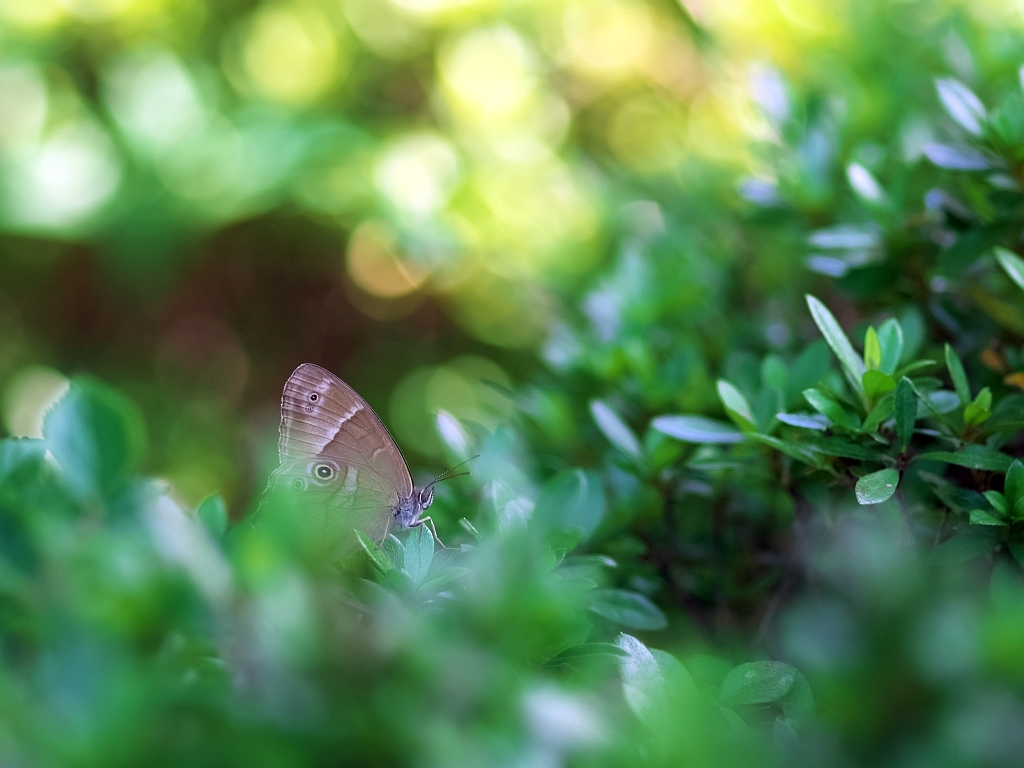 千葉市都市緑化植物園で見かけた昆虫_e0364711_00330329.jpg