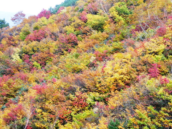 三方岩岳下山　ふくべ谷上園地展望台新コース散策　_d0170615_16483152.jpg