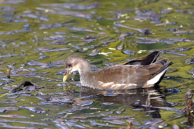 オオバン幼鳥と成鳥 訂正 バン幼鳥とオオバン成鳥_d0366515_14110486.jpg