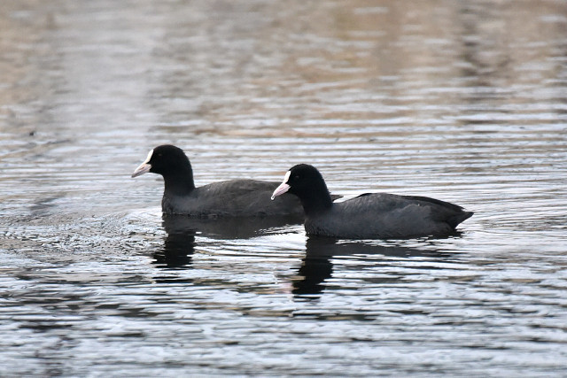 オオバン幼鳥と成鳥 訂正 バン幼鳥とオオバン成鳥_d0366515_14111374.jpg