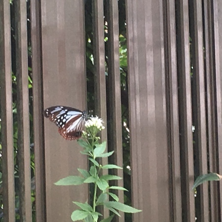 a0174419_10201110.jpeg