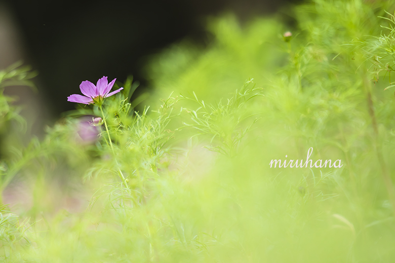 秋桜 赤蕎麦 フラダンス～♪_c0037519_00541999.jpg