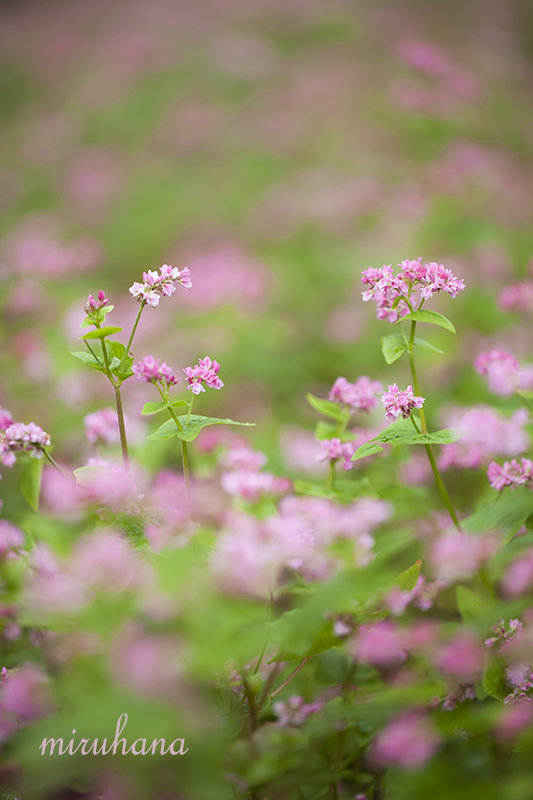 秋桜 赤蕎麦 フラダンス～♪_c0037519_00543981.jpg