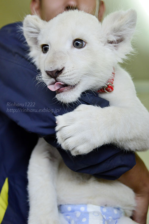 18 10 14 東北サファリパーク ホワイトライオンのリズムちゃん White Lion Baby 青空に浮かぶ月を眺めながら