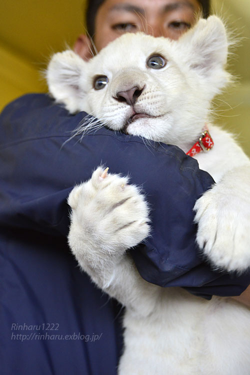 18 10 14 東北サファリパーク ホワイトライオンのリズムちゃん White Lion Baby 青空に浮かぶ月を眺めながら
