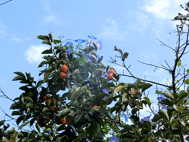 e0234924_16120803.jpg