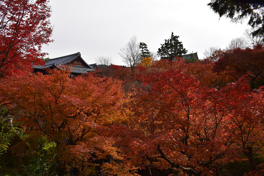 幕末京都逍遥 その164 「東福寺」_e0158128_13231774.jpg