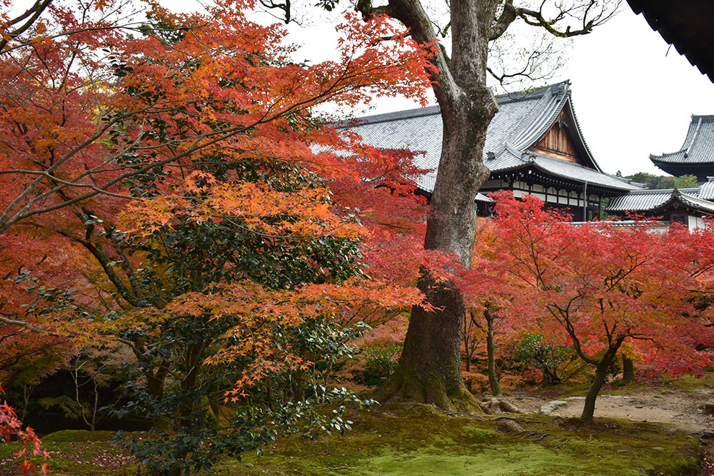 幕末京都逍遥 その164 「東福寺」_e0158128_13232195.jpg