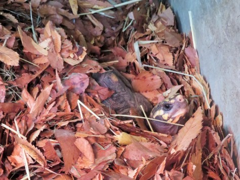 姫路市立動物園のひょっこりはん?_a0116430_18255780.jpg
