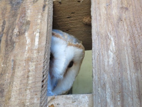 姫路市立動物園のひょっこりはん?_a0116430_18260858.jpg