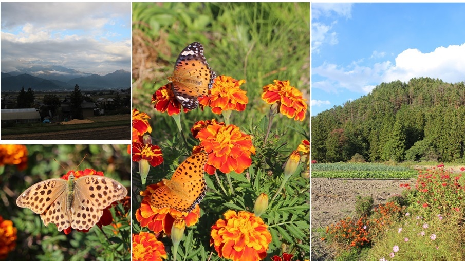 秋の花畑に 安曇野の風 カフェ 風のいろ