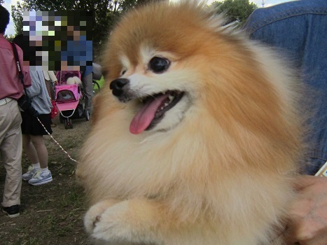 2018 ポメラニアン秋のオフ会_b0177436_22134104.jpg