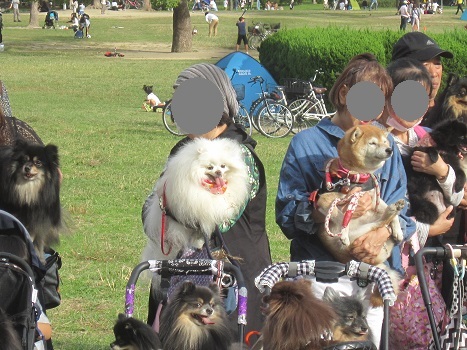 2018 ポメラニアン秋のオフ会_b0177436_22280433.jpg