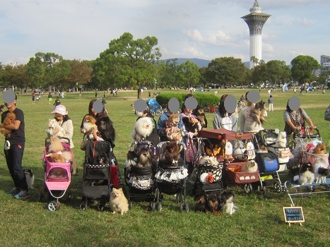 2018 ポメラニアン秋のオフ会_b0177436_22413438.jpg