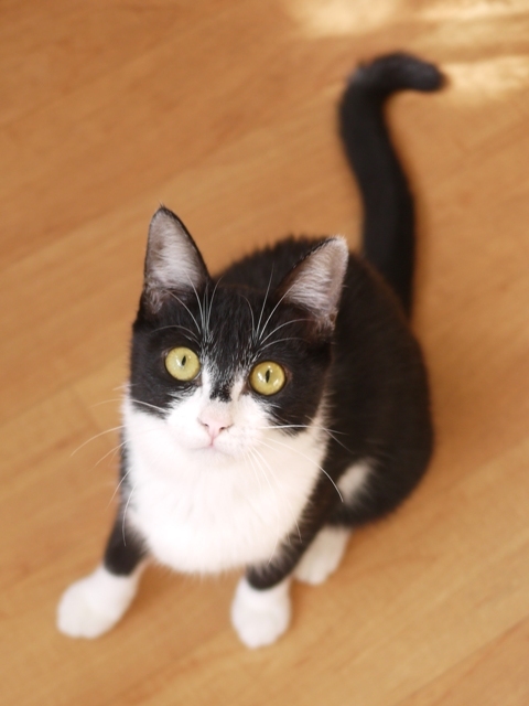 猫のお留守番 ねこ汰ちゃん編。_a0143140_16454465.jpg