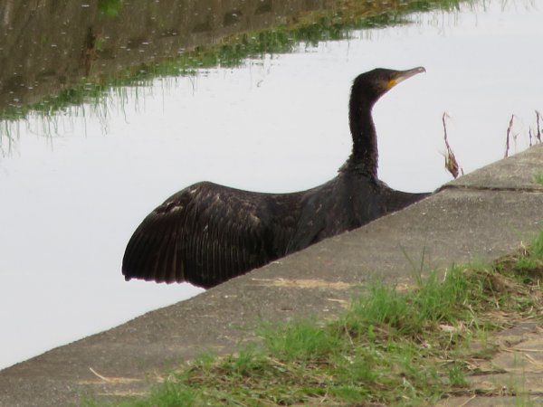 2018年10月16日　カワウとカワセミ_b0341140_14135594.jpg