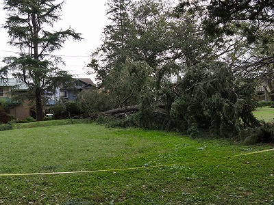 何時もの公園の台風被害_d0361041_19455880.jpg