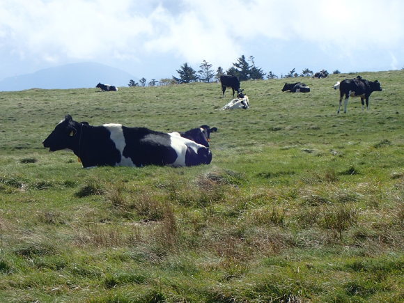 e0376642_12151344.jpg