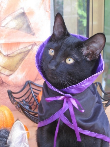 ちびにゃんずも、少しだけハロウィン気分♪_d0319943_07225673.jpg
