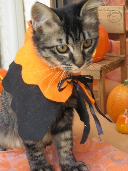 ちびにゃんずも、少しだけハロウィン気分♪_d0319943_07232121.jpg