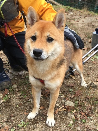 可愛いお客様とメモリアル登山_c0369344_13550485.jpeg
