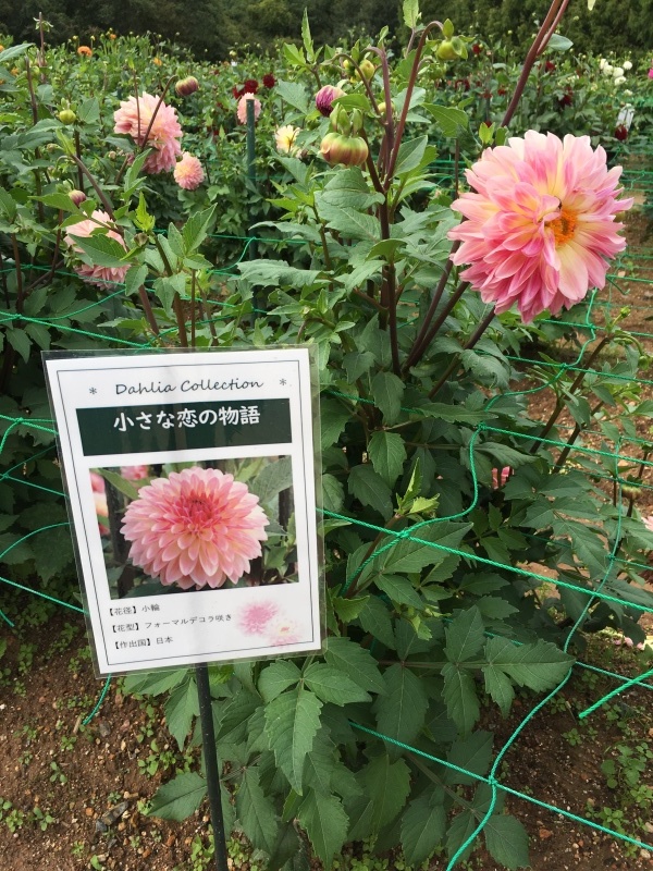 f0361253_20425830.jpeg