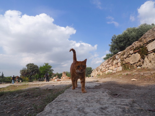 ギリシャの猫たち　γάτος&γάτα Cat\'s 〜たっぷり猫だらけ_f0054859_15244192.jpg