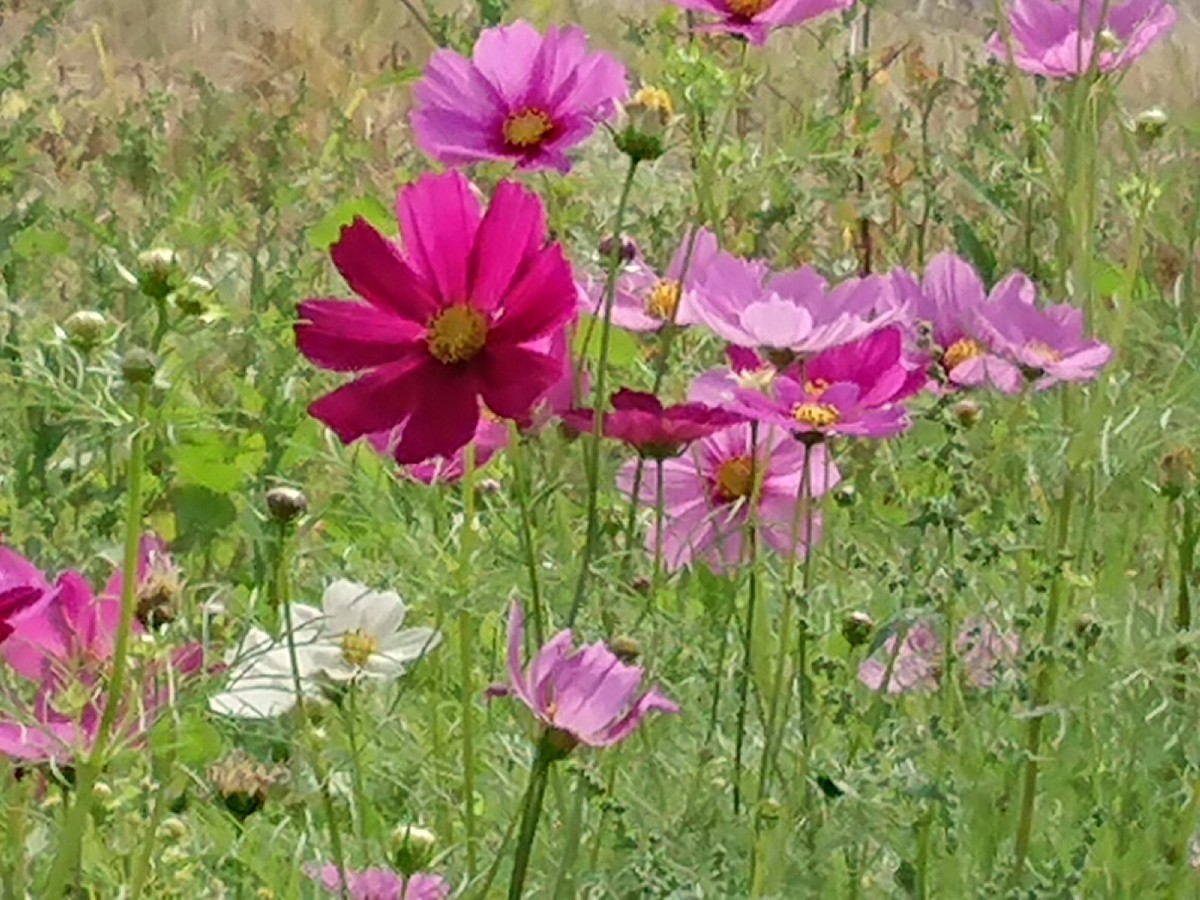 c0100865_08294728.jpg