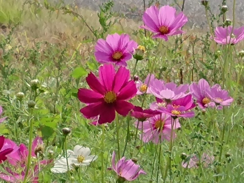 c0100865_11021811.jpg