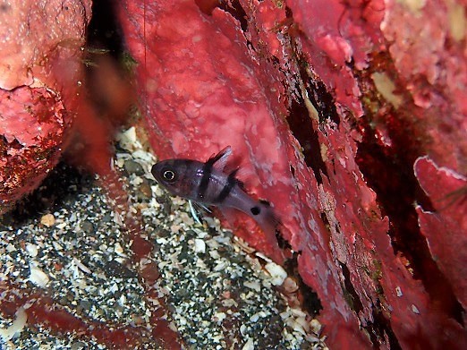e0132965_19363174.jpg