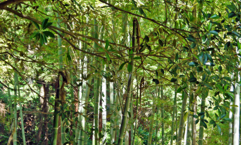 10・20六国見山定例は前月不発の神奈川県有竹林の整備_c0014967_20385822.jpg