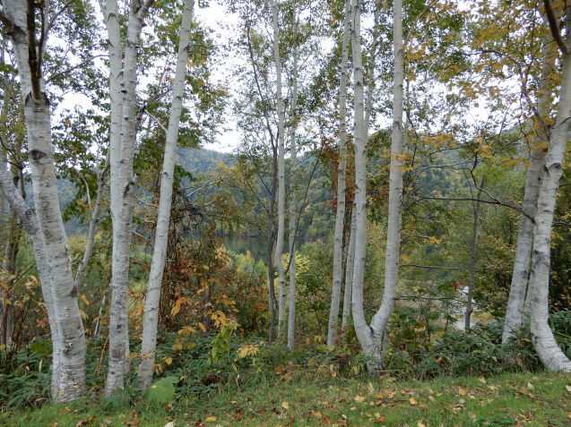 f0104169_12352802.jpg