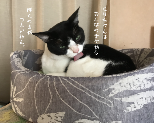 a0216583_14190741.png