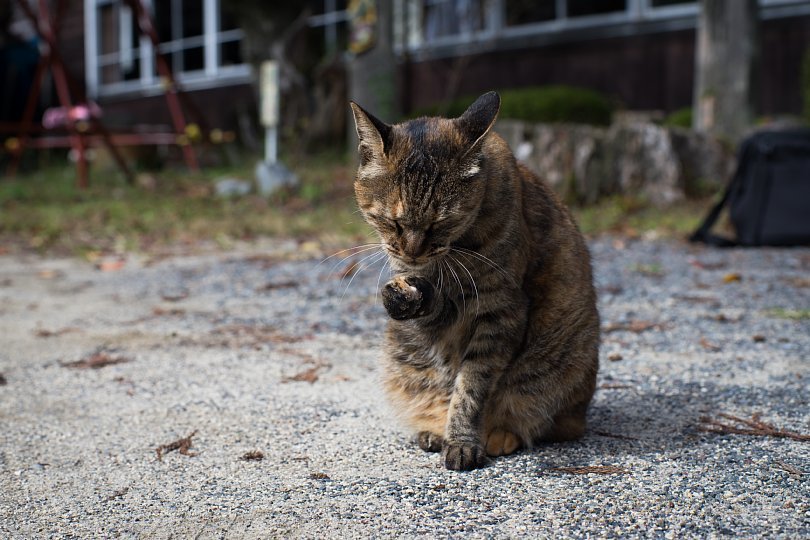 A Closed School Where An Affable Tabby Principal Lives_d0353489_11294511.jpg
