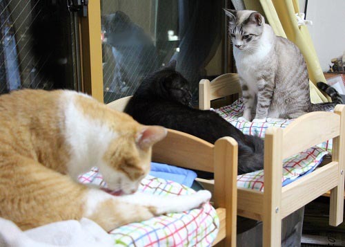 猫ベッドに( ^ω^)・・・_a0333195_21483020.jpg