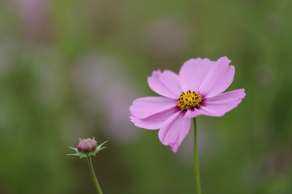 秋雨桜_d0354901_17324674.jpg