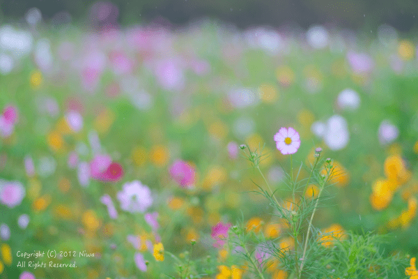 パノラマ遊花の里_b0253706_07091127.png